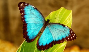 This is a Blue Morpho Butterfly on a leaf in the Rain forest