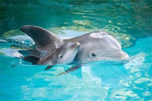 a picture of cute dolphins.